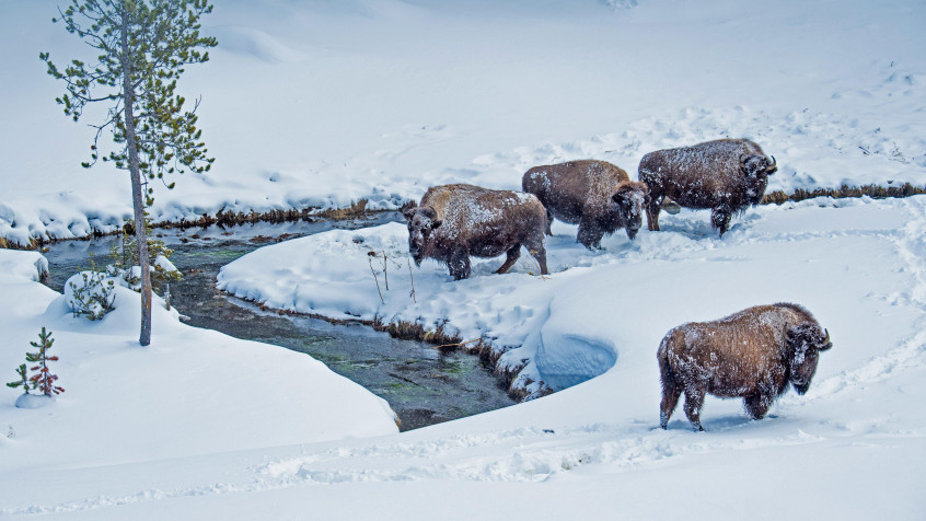 Yellowstone National Park MacBook Wallpaper 5273x2966px