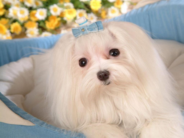 Maltese Dog Desktop Background 1024x768px