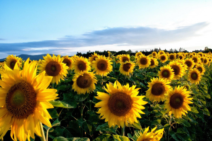 Sunflower Background Image 1920x1280px