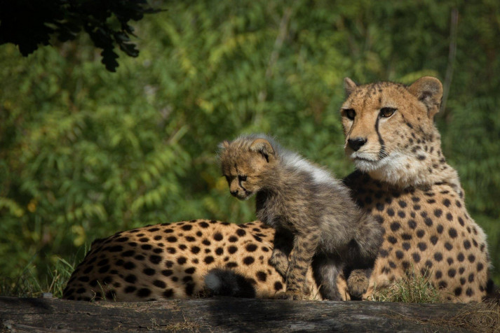 Gepard Desktop Background 1920x1282px