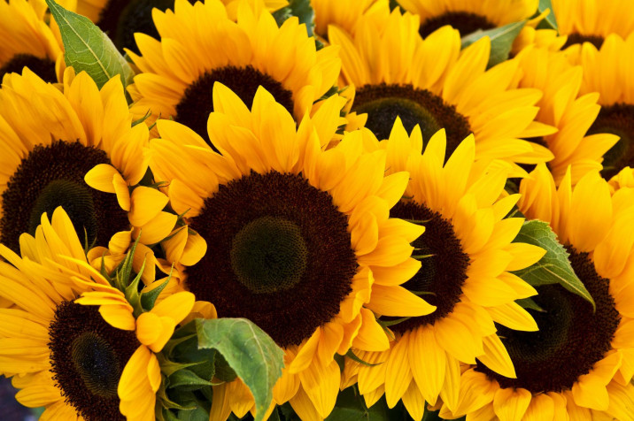 Sunflower Desktop HD Background 1926x1280px