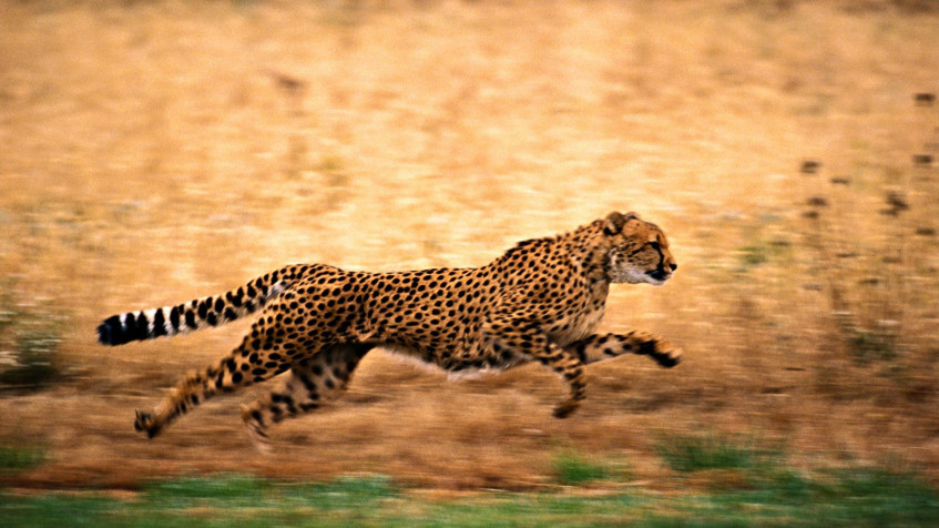 Gepard Full HD 1080p Wallpaper 1920x1080px