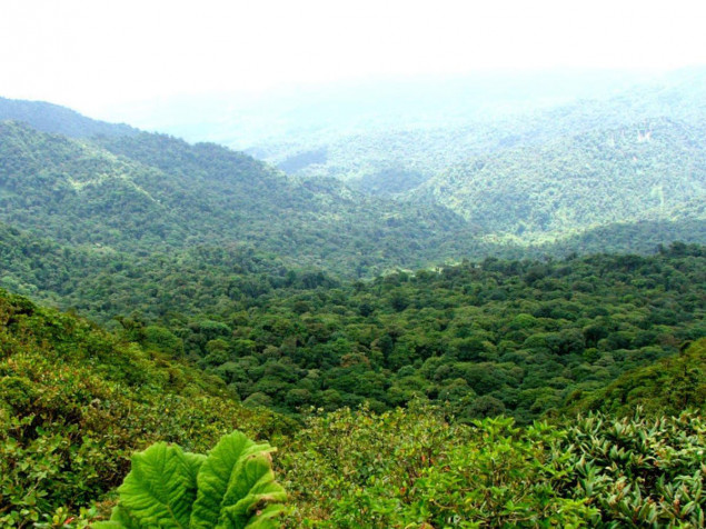 Monteverde Cloud Forest Desktop HD Background 1200x900px