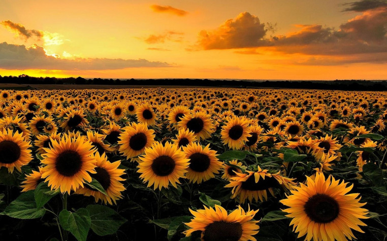 Sunflower Widescreen HD Wallpaper 1920x1200px