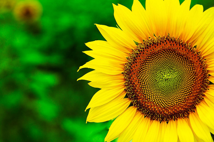 Sunflower MacBook Background 2048x1365px