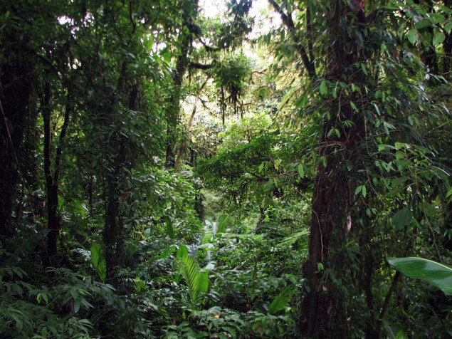 Monteverde Cloud Forest MacBook Background 1024x768px