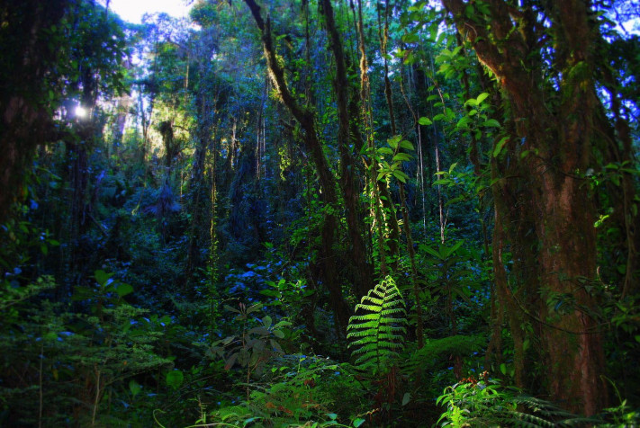 Monteverde Cloud Forest MacBook Background 1600x1071px