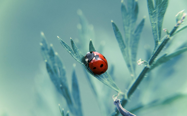 Ladybug Widescreen HD Wallpaper 1920x1200px