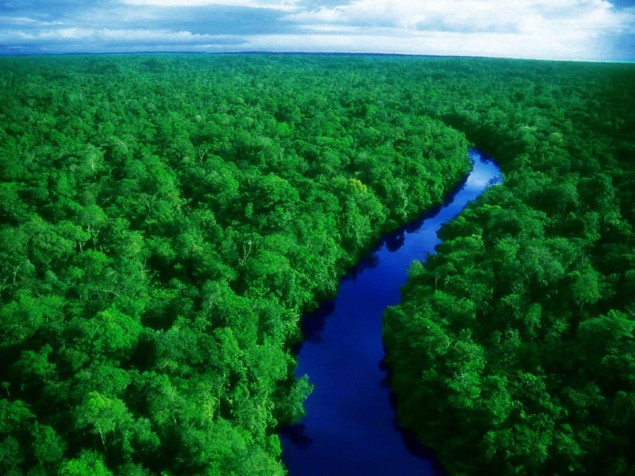 The Amazon Forest HD Background 1600x1200px