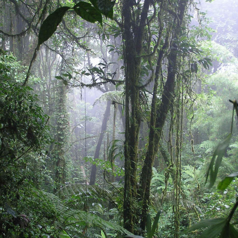 Monteverde Cloud Forest iPhone Wallpaper 1920x1920px