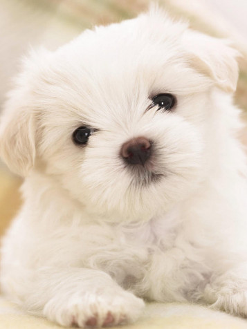 Maltese Dog iPhone Wallpaper Image 1536x2048px