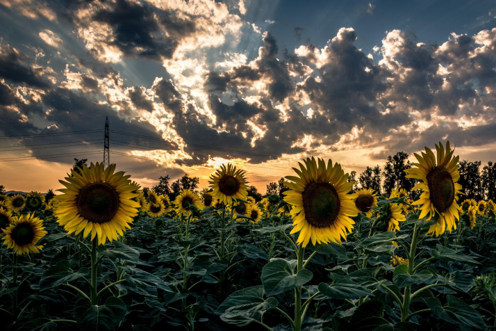 Sunflower Laptop Background 2560x1707px