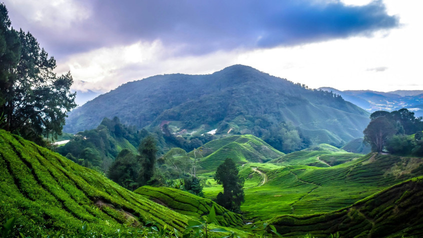 Cameron Highlands Full HD 1080p Wallpaper 1920x1080px