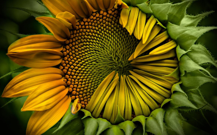 Sunflower Widescreen HD Wallpaper 1920x1200px