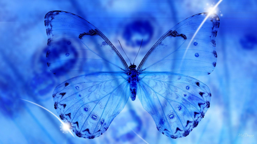 Butterfly Full HD 1080p Wallpaper 1920x1080px