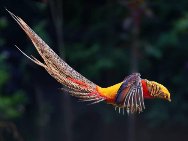 Golden Pheasant Desktop HD Background 2048x1536px