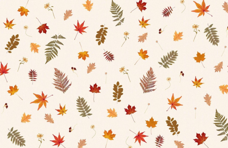 Cute Fall Wallpaper Image 1640x1064px