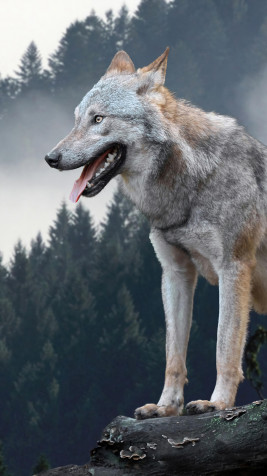 Wolf Hd 4k Phone Wallpaper 2160x3840px