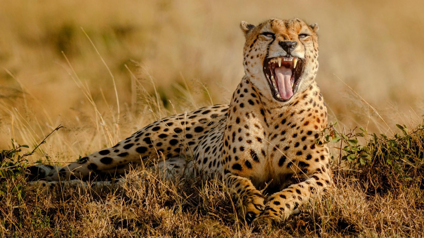 Gepard Full HD 1080p Wallpaper 1920x1080px