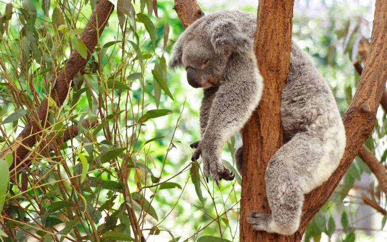 Koala Background Image 2560x1600px