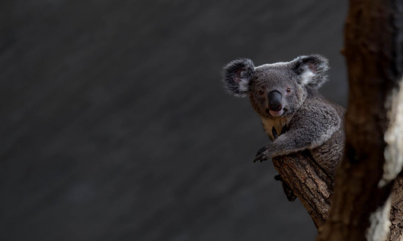 Koala Desktop Background 2000x1198px