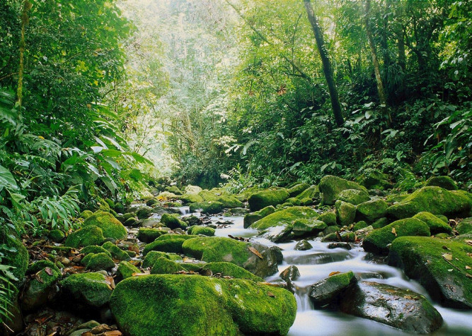 Monteverde Cloud Forest MacBook Background 1512x1080px