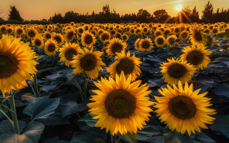 Sunflower Widescreen HD Wallpaper 1920x1200px