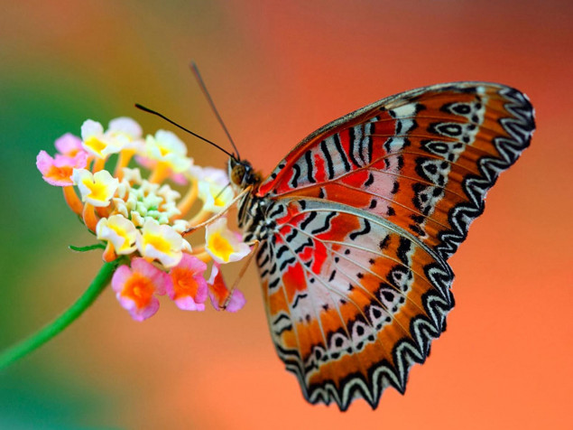 Butterfly Laptop Wallpaper 1600x1200px