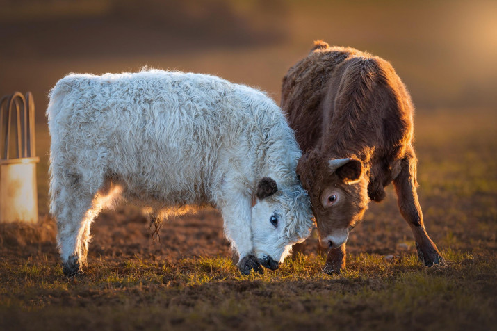 Cow Wallpaper Image 2560x1703px