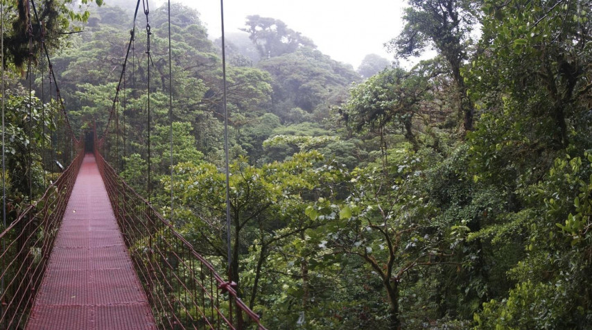 Monteverde Cloud Forest Laptop Background 1434x800px