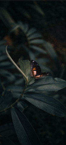 Butterfly iPhone 11 Pro Wallpaper 1125x2436px