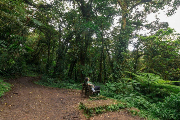 Monteverde Cloud Forest Desktop Wallpaper 1200x800px