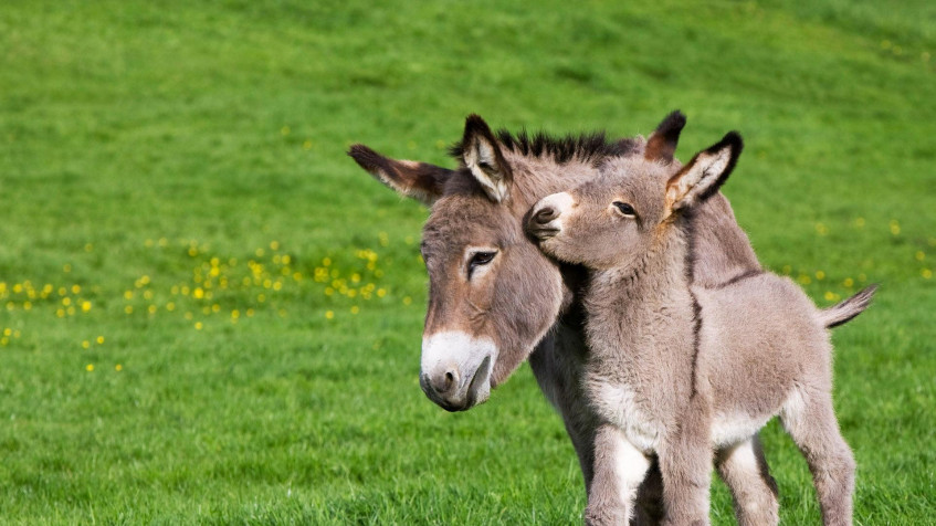 Donkey Full HD 1080p Wallpaper 1920x1080px