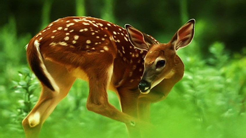 Deer MacBook Background 1600x900px