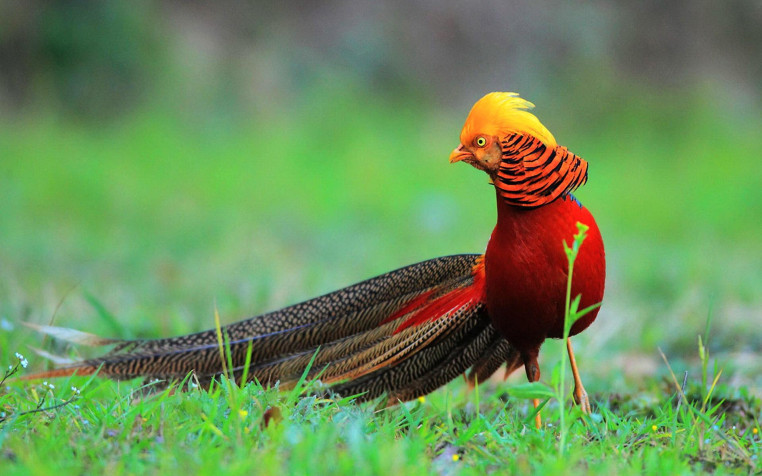 Golden Pheasant Widescreen HD Wallpaper 1920x1200px