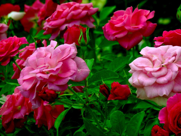 Pink Flowers Background Image 2560x1920px