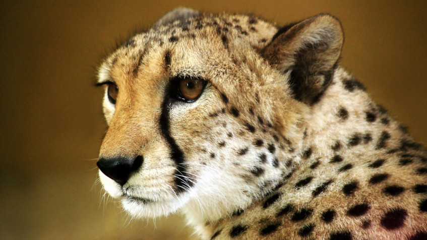 Gepard Full HD 1080p Wallpaper 1920x1080px