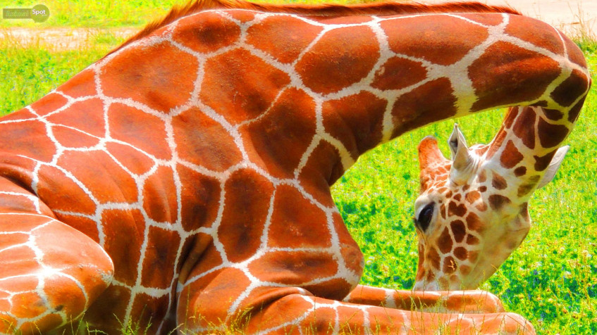 Giraffe Full HD 1080p Wallpaper 1920x1080px