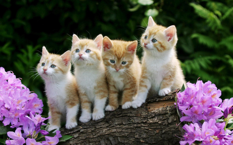 Kitten Widescreen HD Wallpaper 1920x1200px