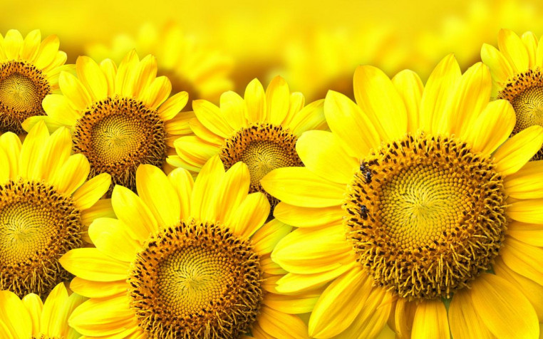 Sunflower Desktop HD Wallpaper 1280x800px