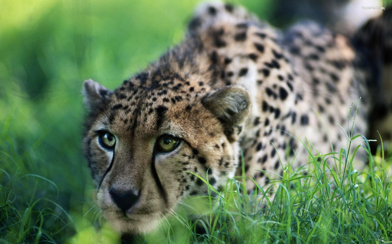 Gepard Widescreen HD Wallpaper 1920x1200px