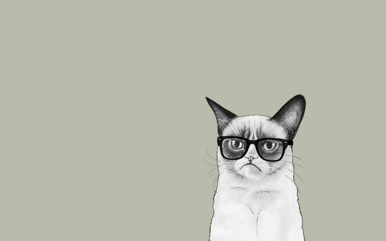 Grumpy Cat Widescreen HD Wallpaper 1920x1200px