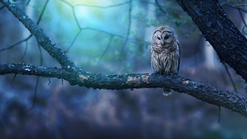 Owl Full HD 1080p Wallpaper 1920x1080px