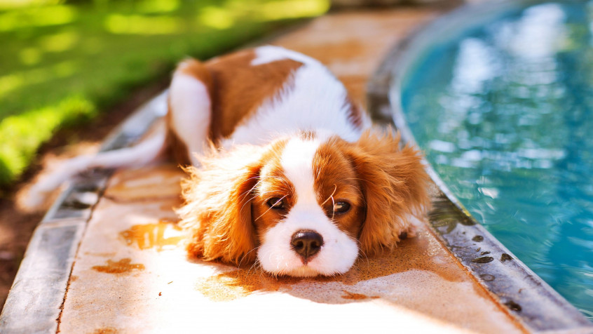 Charles Spaniel Dog 4k UHD Wallpaper 3840x2160px