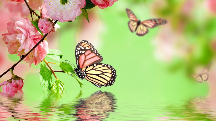 Butterfly 4k UHD Wallpaper 3840x2160px