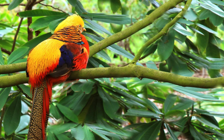 Golden Pheasant Widescreen HD Wallpaper 1920x1200px