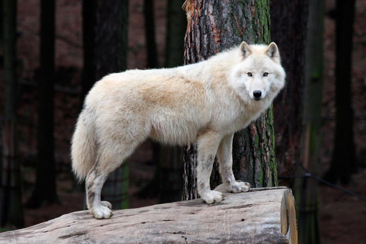 White Wolf Background Image 3000x2000px