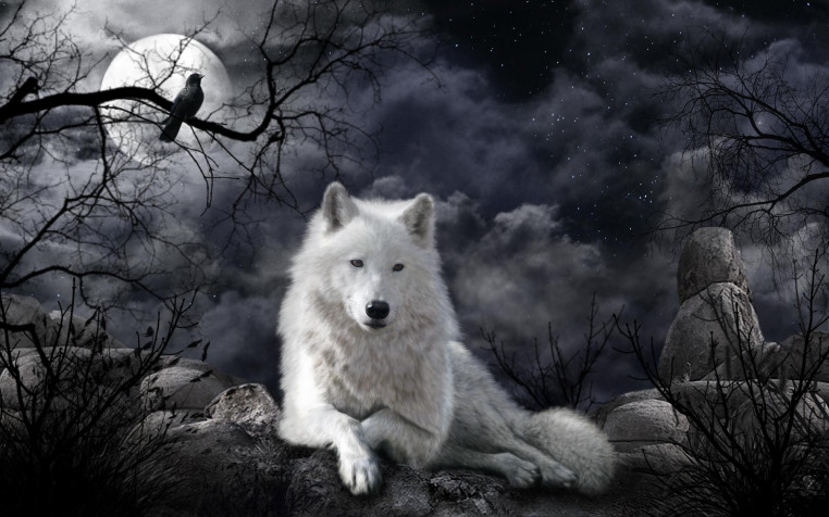 White Wolf Widescreen HD Wallpaper 1920x1200px