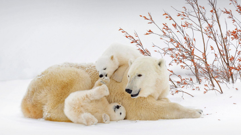 Polar Bear Full HD 1080p Wallpaper 1920x1080px