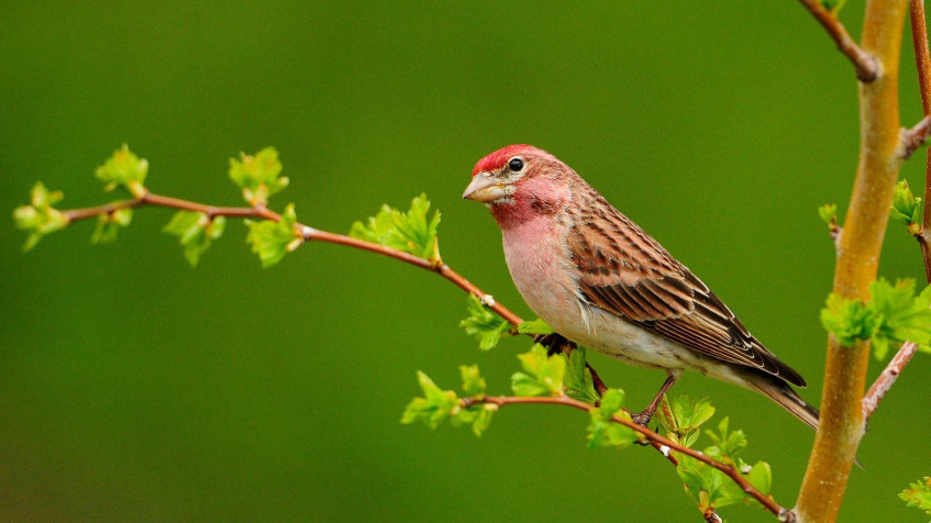 Birds Full HD 1080p Wallpaper 1920x1080px